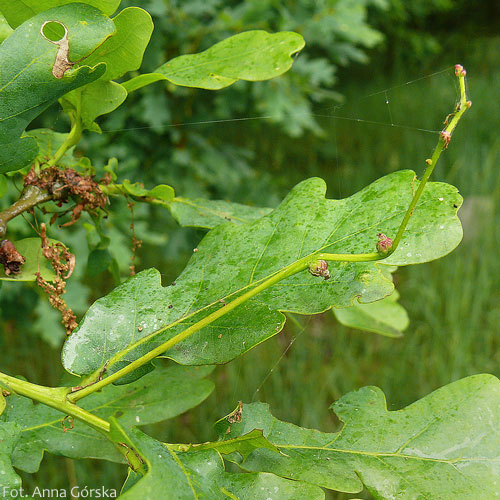Dąb szypułkowy, Quercus robur, kwiaty żeńskie