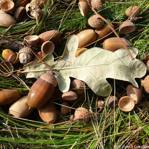 Dąb szypułkowy, Quercus robur, owoce