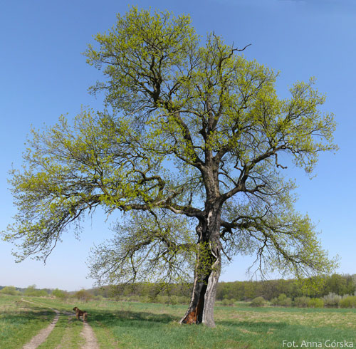 Dąb szypułkowy, Quercus robur, potężne drzewo