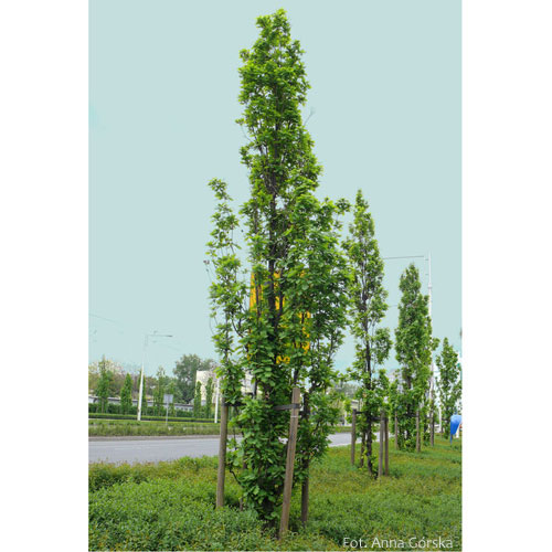 Dąb szypułkowy, Quercus robur, odmiana stożkowata