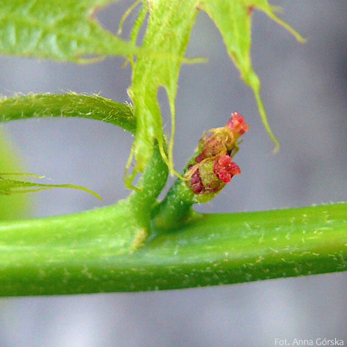 Dąb czerwony, Quercus rubra, kwiaty żeńskie