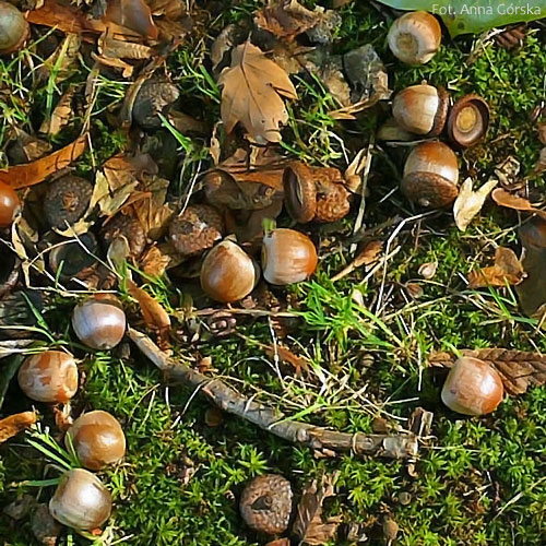 Dąb czerwony, Quercus rubra, owoce