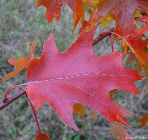 Dąb czerwony, Quercus rubra, liście na jesieni
