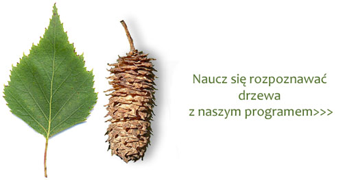 Brzoza brodawkowata, Betula pendula, liść i owocostan, obok napis, naucz się rozpoznawać drzewa z naszym programem