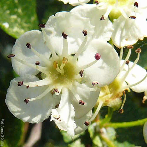Głóg dwuszyjkowy, Crataegus leavigata, kwiaty