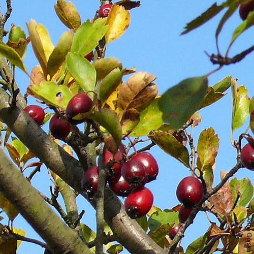 Głóg dwuszyjkowy, Crataegus leavigata, owoce