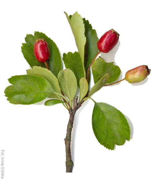 Głóg dwuszyjkowy, Crataegus leavigata, owoce