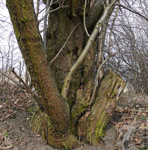 Głóg dwuszyjkowy, Crataegus leavigata, kora