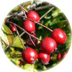 Głóg jednoszyjkowy, Crataegus monogyna, owoce
