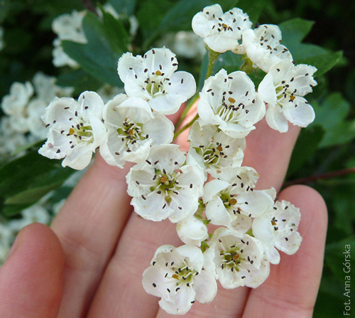 Głóg jednoszyjkowy, Crataegus monogyna, kwiaty