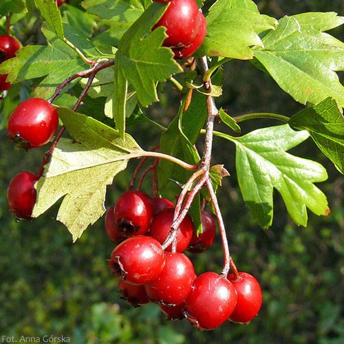 Głóg jednoszyjkowy, Crataegus monogyna, owoce