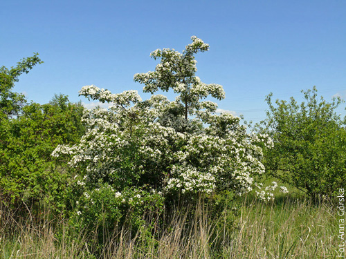 Głóg jednoszyjkowy, Crataegus monogyna, pokrój