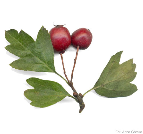 Głóg jednoszyjkowy, Crataegus monogyna, gałązka z owocami