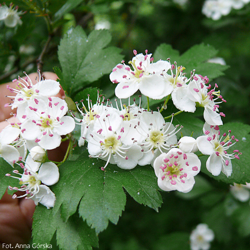 Głóg odgiętodziałkowy, Crataegus rhipidophylla, Crataegus curvisepala, kwiaty