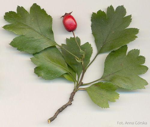Głóg odgiętodziałkowy, Crataegus rhipidophylla, Crataegus curvisepala, gałązka z owocami