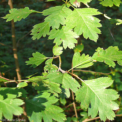 Głóg odgiętodziałkowy, Crataegus rhipidophylla, Crataegus curvisepala, owoce