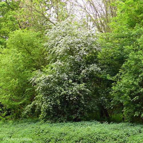 Głóg odgiętodziałkowy, Crataegus rhipidophylla, Crataegus curvisepala, pokrój