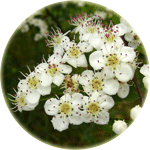 Głóg dwuszyjkowy, Crataegus leavigata, kwiaty