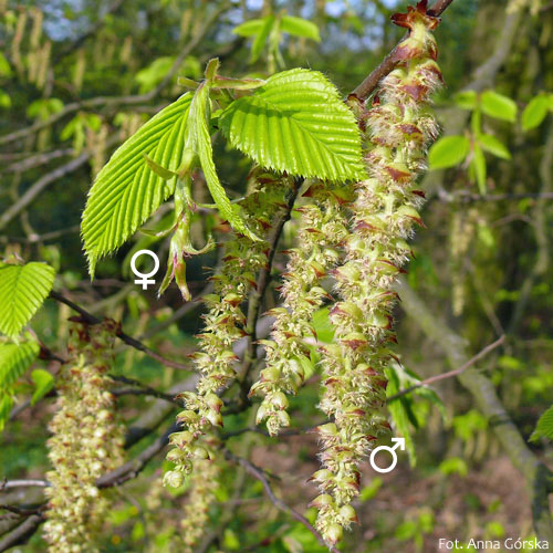 Grab pospolity, Carpinus betulus, kwiaty