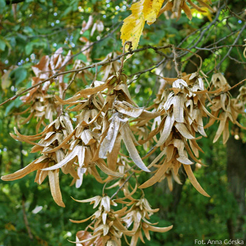 Grab pospolity, Carpinus betulus, owoce