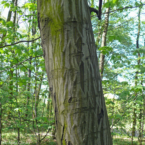 Grab pospolity, Carpinus betulus, kora