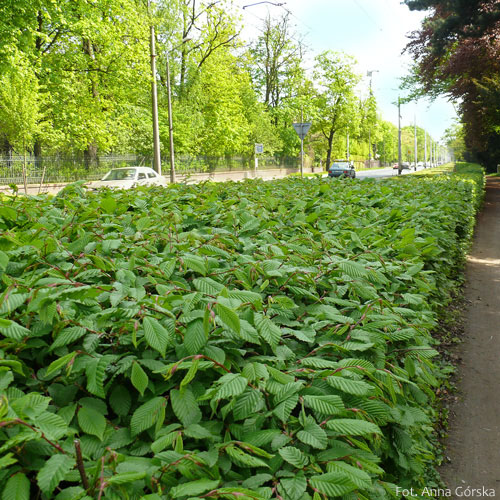 Grab pospolity, Carpinus betulus, liście jesienią