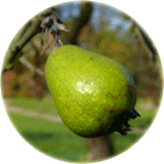 Grusza wierzbolistna, Pyrus salicifolia, owoc