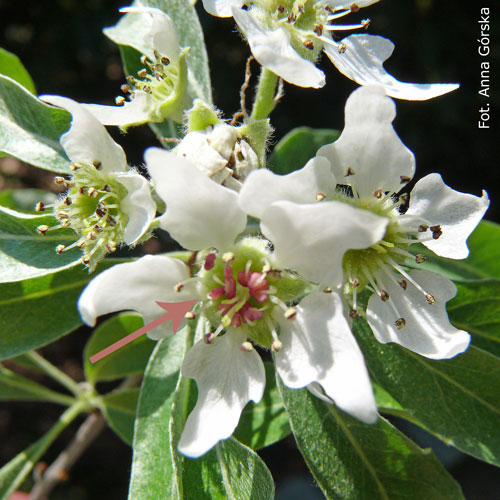 Grusza wierzbolistna, Pyrus salicifolia, kwiaty