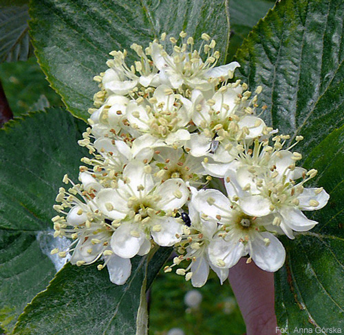 Jarząb mączny, Sorbus aria, kwiaty