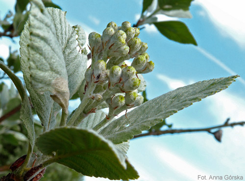 Jarząb mączny, Sorbus aria, pąki kwiatów