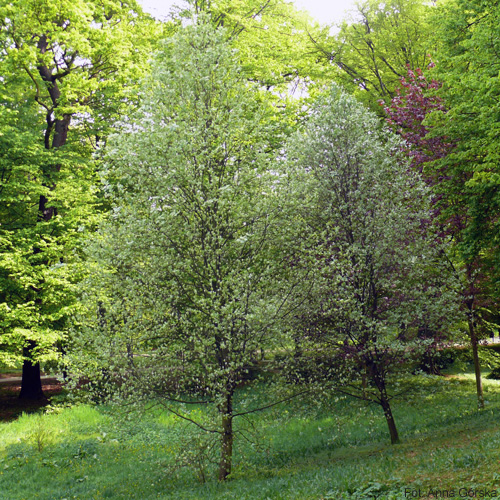 Jarząb mączny, Sorbus aria, pokrój