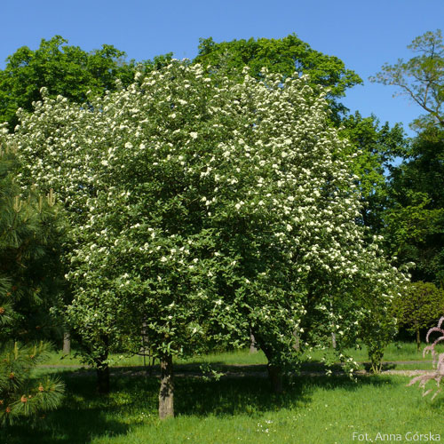 Jarząb szwedzki, Sorbus intermedia, pokrój na wiosnę