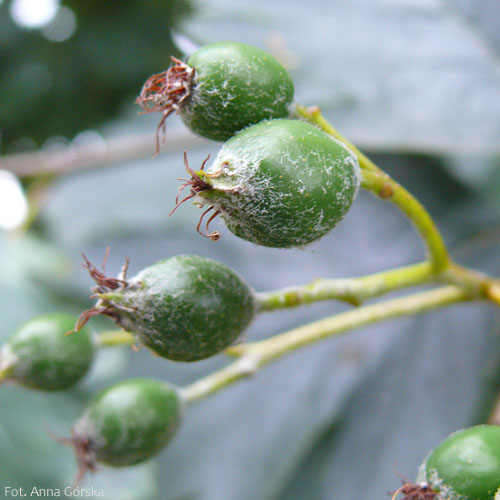 Jarząb szwedzki, Sorbus intermedia, niedojrzałe owoce