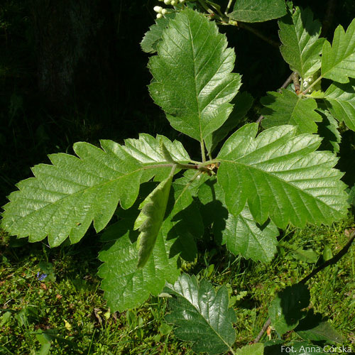 Jarząb szwedzki, Sorbus intermedia, liście