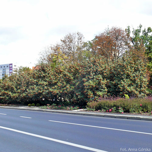 Jarząb szwedzki, Sorbus intermedia, nasadzienia wzdłuż szosy
