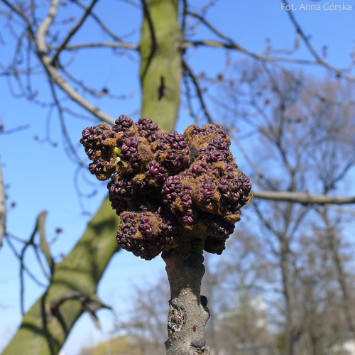 Jesion wyniosły, Fraxinus excelsior, kwiaty