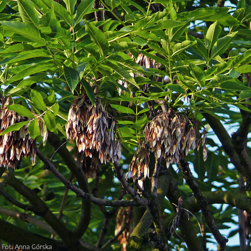 Jesion wyniosły, Fraxinus excelsior, owoce