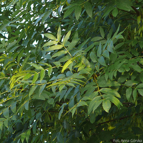 Jesion wyniosły, Fraxinus excelsior, liście