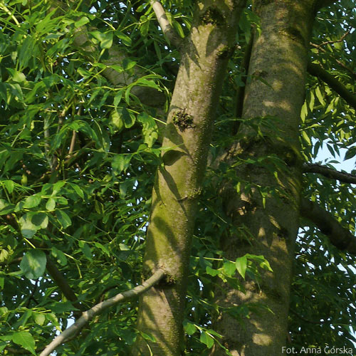 Jesion wyniosły, Fraxinus excelsior, kora