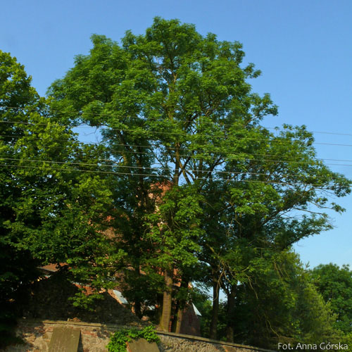 Jesion wyniosły, Fraxinus excelsior, pokrój