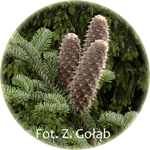 Jodła pospolita, Abies alba, szyszki