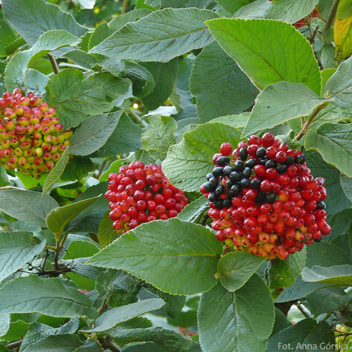 Kalina hordowina, Viburnum lantana, owoce