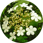 Kalina koralowa, Viburnum opulus, kwiatostan