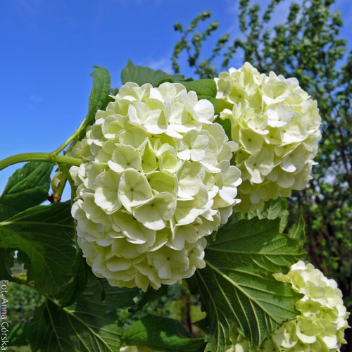 Kalina koralowa, Viburnum opulus, boule de neige - kwiaty