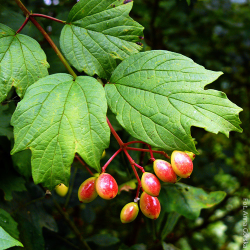 Kalina koralowa, Viburnum opulus, owoce