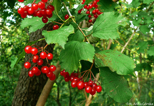 Kalina koralowa, Viburnum opulus, liście i owoce