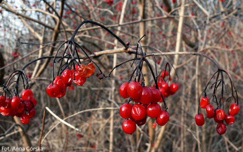 Kalina koralowa, Viburnum opulus, owoce zimą