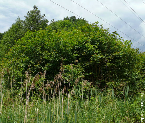 Kalina koralowa, Viburnum opulus, pokrój