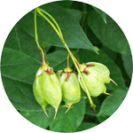 Kłokoczka południowa, Staphylea pinnata, owocostan