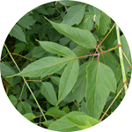 Klon jesionolistny, Acer negundo, liść